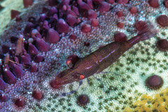 Zenopontonia soror