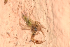 Itata