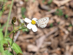 Leptotes plinius