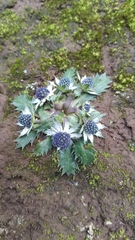 Eryngium carlinae