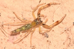 Itata