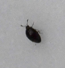 Coleoptera