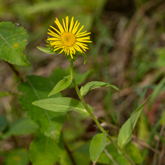 Pentanema britannica