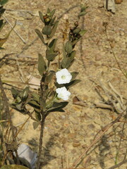 Distimake tomentosus