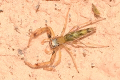 Itata