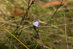 Thelymitra angustifolia