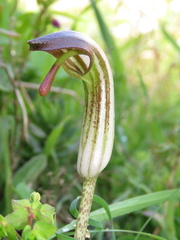Arisarum vulgare