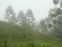 Araucaria angustifolia