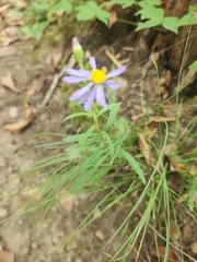 Eurybia hemispherica