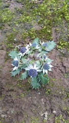 Eryngium carlinae