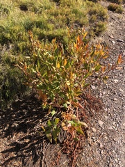 Koenigia phytolaccifolia