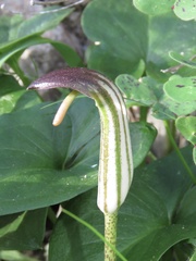 Arisarum vulgare