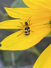 Paranapiacaba tricincta