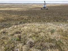 Ranunculus pedatifidus affinis