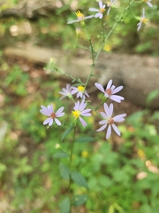 Eurybia hemispherica