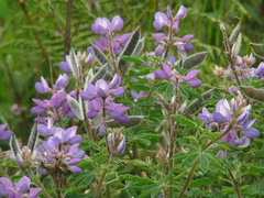 Lupinus heptaphyllus