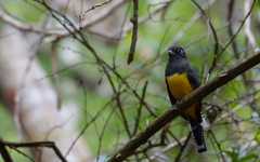 Trogon caligatus