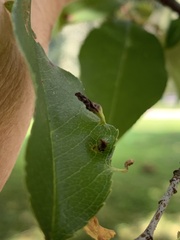 Eriophyes cerasicrumena
