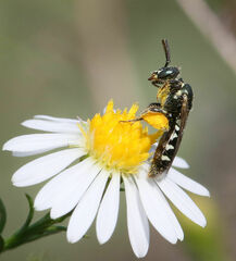 Perdita octomaculata
