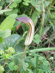Arisarum vulgare