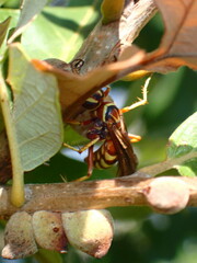 Poecilopompilus interruptus