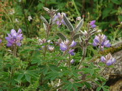 Lupinus heptaphyllus