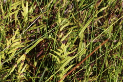 Lindsaea ensifolia