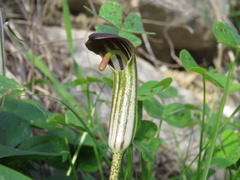 Arisarum vulgare