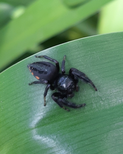 Paraphidippus funebris