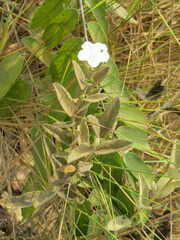 Distimake tomentosus