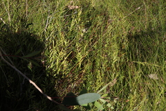 Lindsaea ensifolia