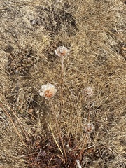 Armeria maritima