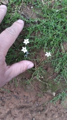 Arenaria lanuginosa