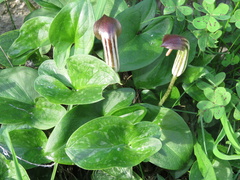 Arisarum vulgare