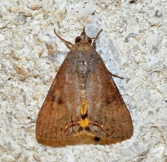 Hypocala andremona