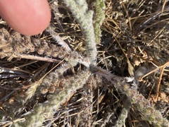 Achillea millefolium
