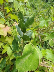 Laurus nobilis
