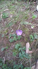 Geranium potentillifolium