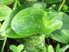 Arisarum vulgare