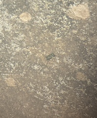Cicindela limbalis