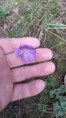Geranium potentillifolium