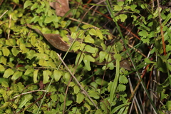 Lygodium microphyllum