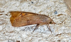 Hypocala andremona