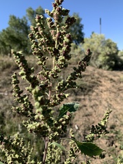Cyclachaena xanthiifolia