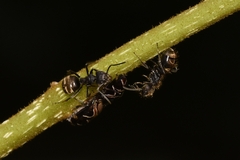 Dolichoderus bispinosus