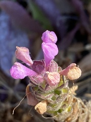 Orthocarpus bracteosus