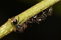 Dolichoderus bispinosus
