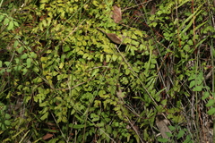 Lygodium microphyllum