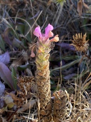 Orthocarpus bracteosus