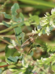 Pyraloidea